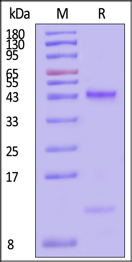 TG2-H5243-sds
