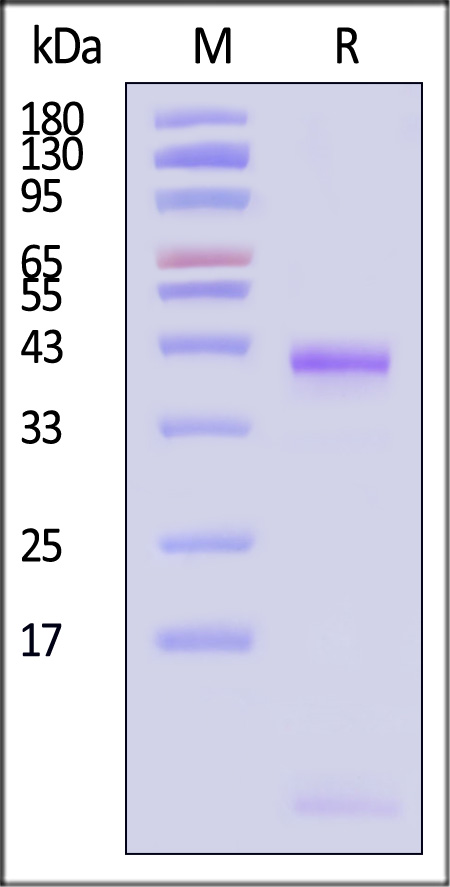 TG3-H52H5-sds