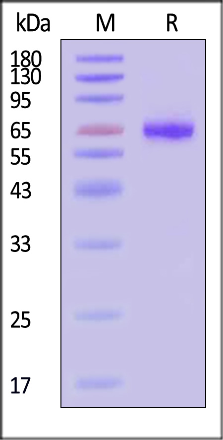 THR-C52H3-sds