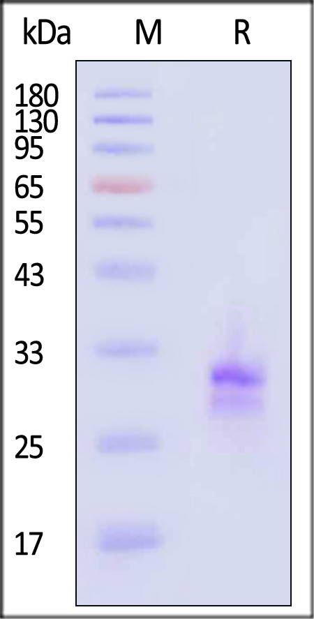 TLA-H5243-sds