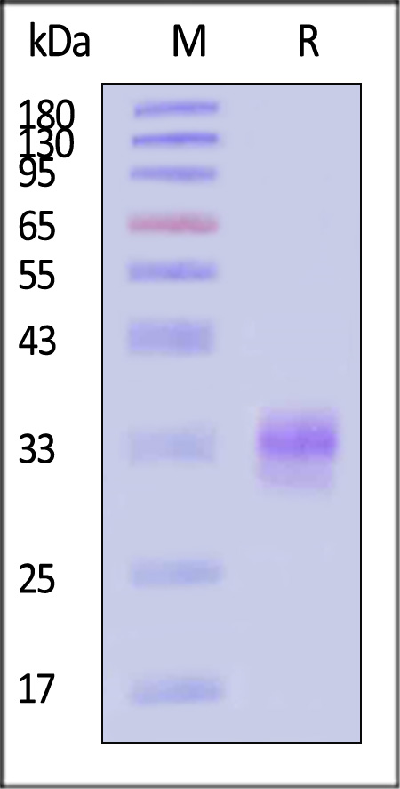 TLA-H5244-sds