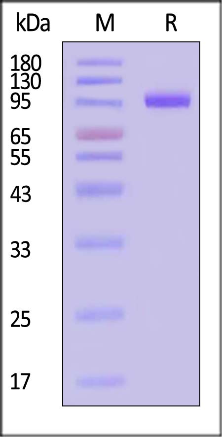 TLA-H5263-sds