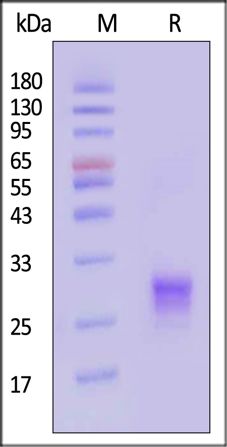 TLA-H52Q1-sds