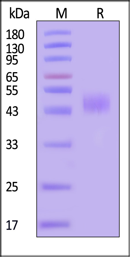 TMEFF2 SDS-PAGE