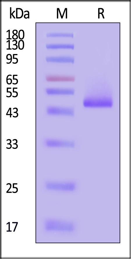 TNB-H5263-sds