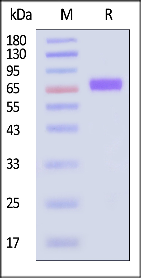 TR2-H5253-sds
