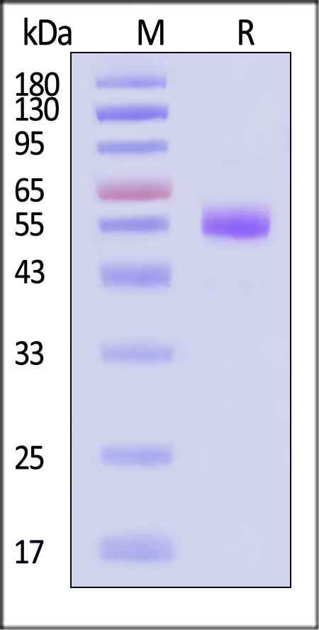 TR2-H5254-sds
