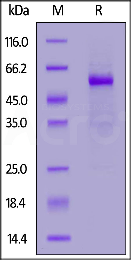 TR2-H5256-sds