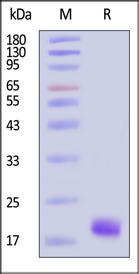 TR2-H52H3-sds