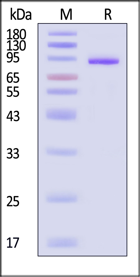 TRL-H5263-sds