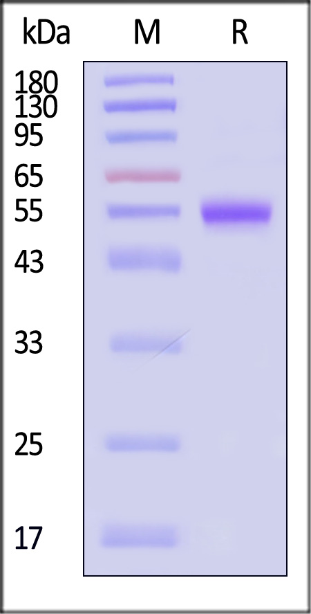 TSP-H5255-sds
