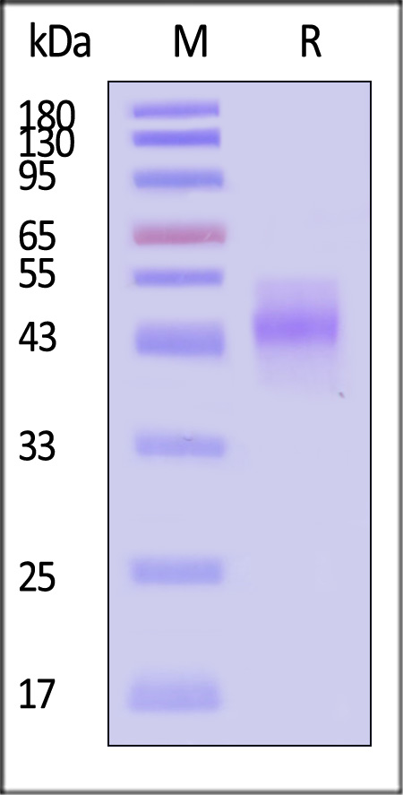 TSR-H52W8-sds