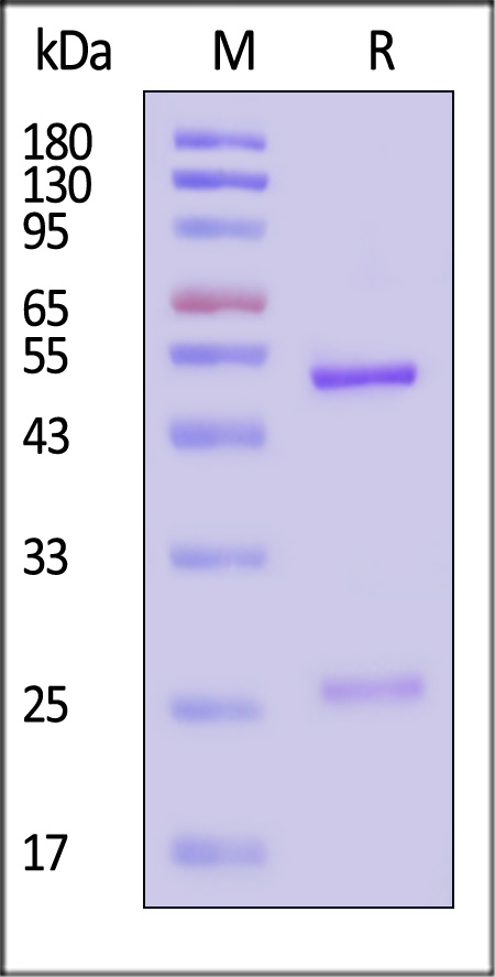 VP4-M762-sds