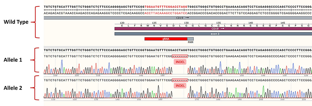  CD19 SEQUENCING_ANALYSIS