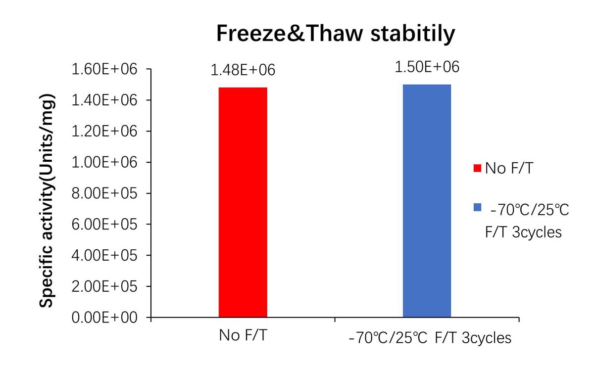  Nuclease STABILITY