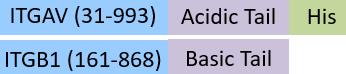 IT1-C52W4-structure