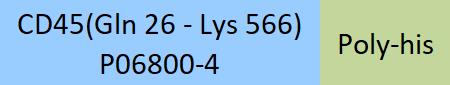 CD45 Structure