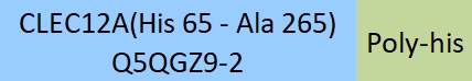 CLEC12A Structure