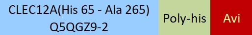 CLEC12A Structure