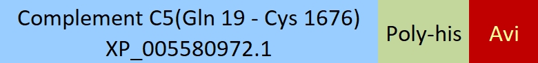 Complement C5 Structure