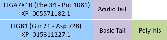 Integrin isoform alpha-7X1B beta 1 Structure
