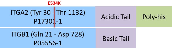 Integrin alpha 2 beta 1 Structure