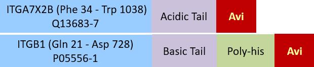 Integrin isoform alpha-7X2B beta 1 Structure