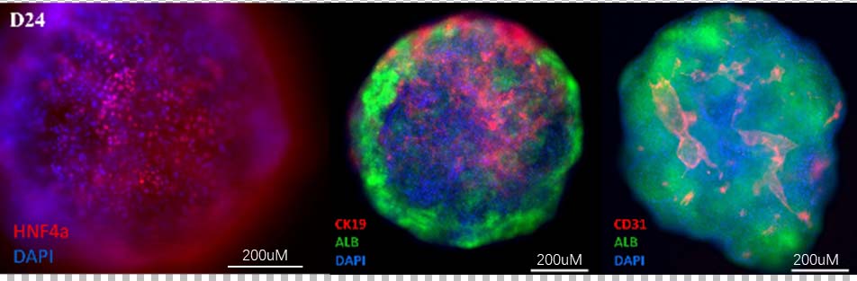  Organoids MARKER EXPRESSION