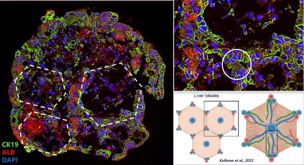 Organoids MARKER EXPRESSION