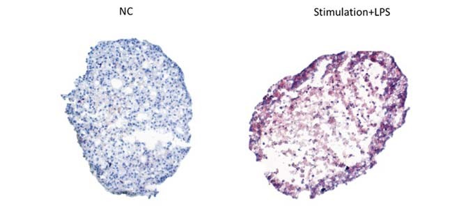  Organoids ORGANOID APPLICATION