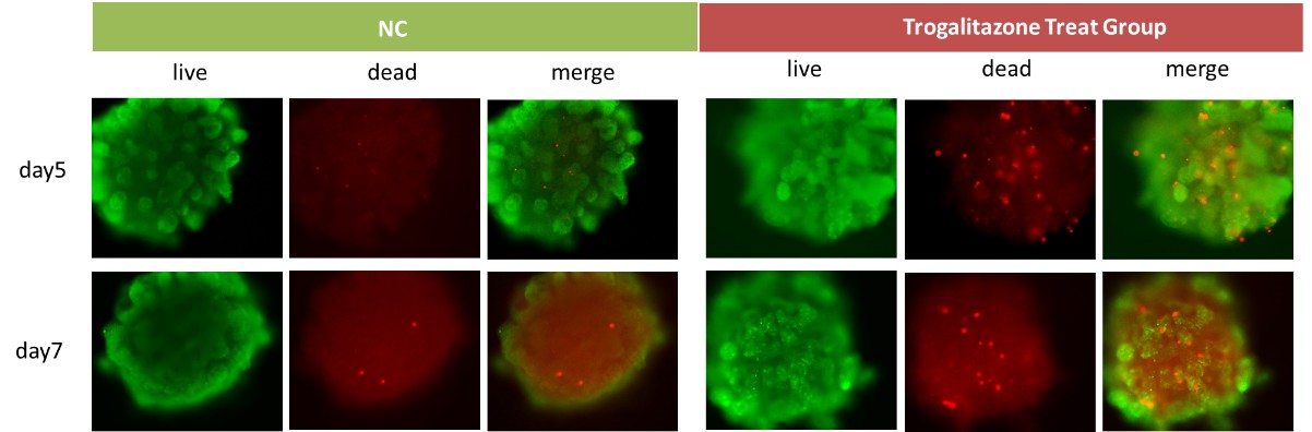  Organoids ORGANOID APPLICATION