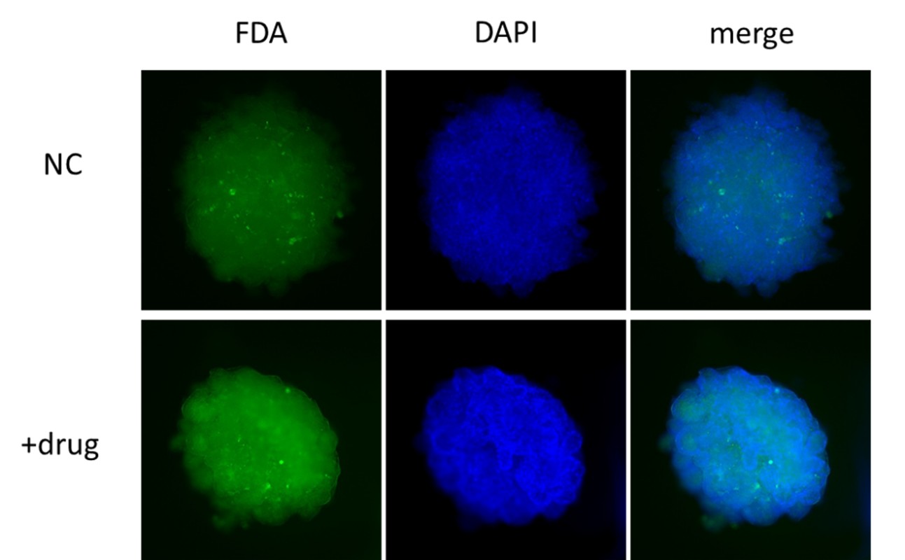  Organoids ORGANOID APPLICATION