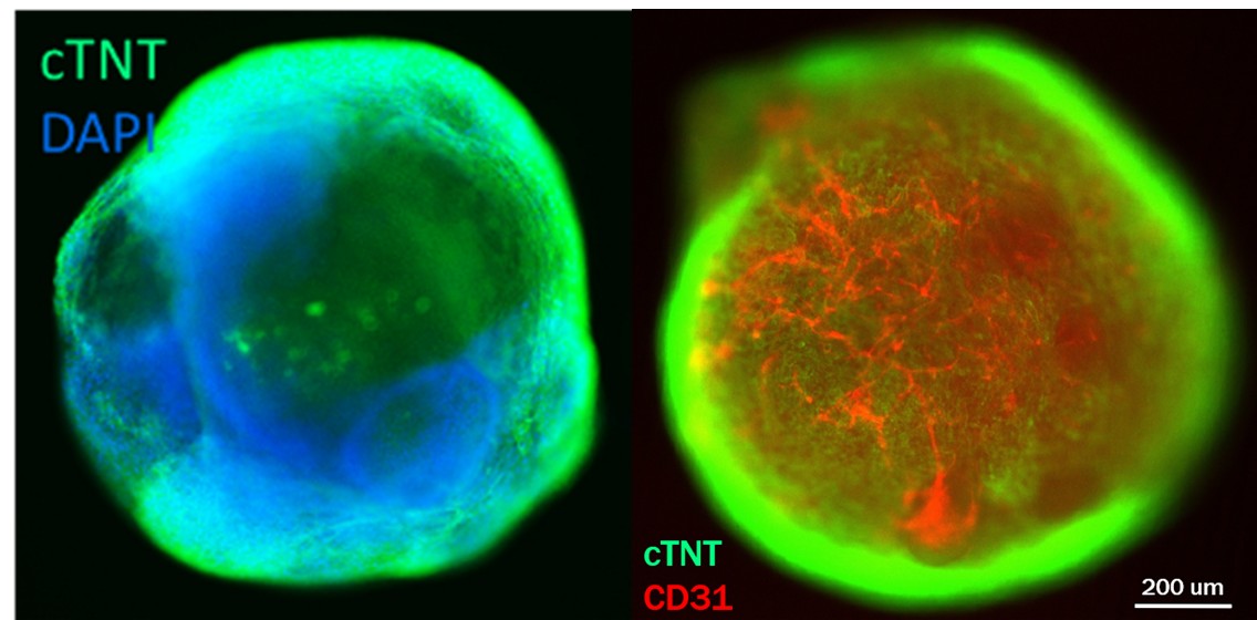  Organoids MARKER EXPRESSION
