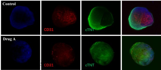  Organoids ORGANOID APPLICATION