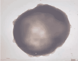  Organoids Organoid Histology And State