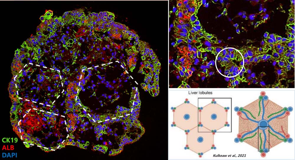  Organoids MARKER EXPRESSION